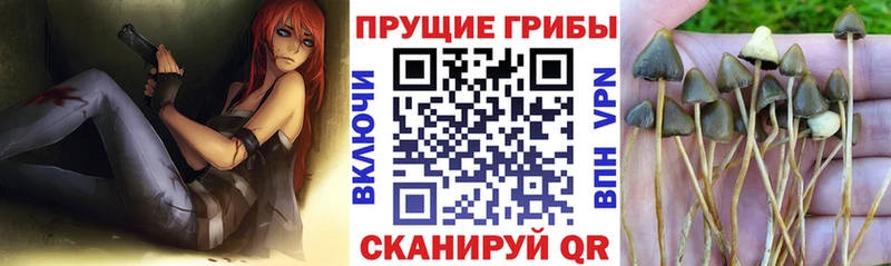 Купить  Шенкурск  Псилоцибиновые грибы Psilocybine cubensis 